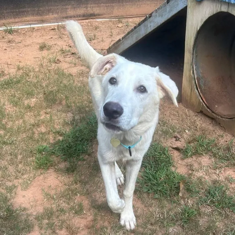 A young medium-sized male Apricot / Beige Mixed Breed dog named Hopper for adoption in Watertown, WI