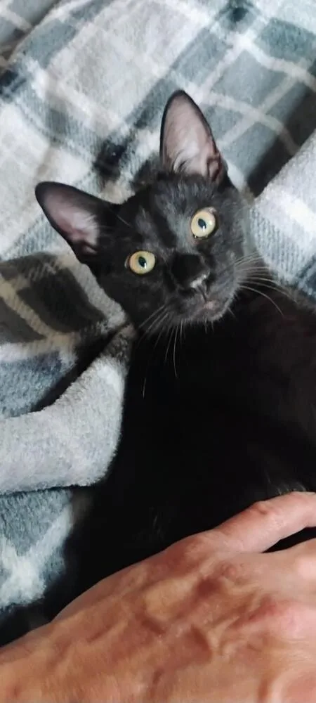 A young medium-sized male Black Domestic Short Hair cat named Warf for adoption in Lorain, OH