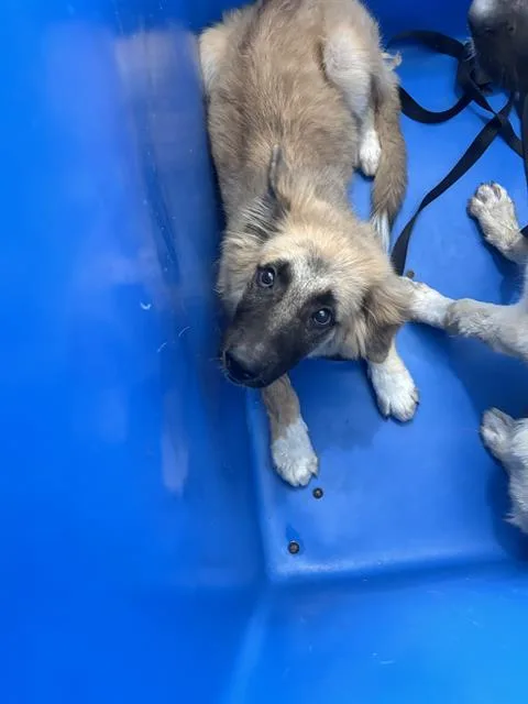 A baby large-sized male Mixed Breed dog named Jax for adoption in Dallas, TX