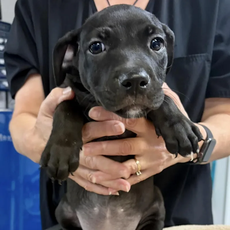 A baby medium-sized female Black Pit Bull Terrier dog named Stardust for adoption in Semmes, AL