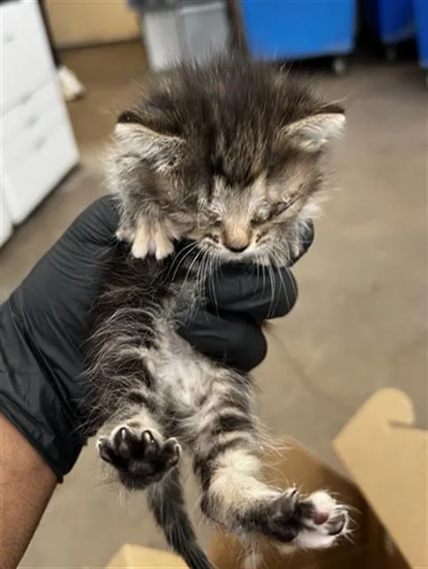 A baby medium-sized female Domestic Medium Hair cat named Gigi for adoption in Dallas, TX