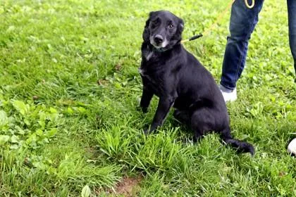 An adult large-sized male Mixed Breed dog named King John for adoption in West Chester, PA