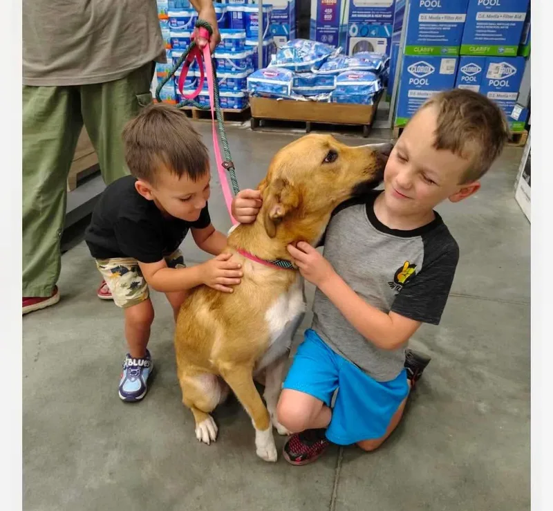 A young medium-sized female Apricot / Beige Labrador Retriever dog named Vanessa cs for adoption in Columbia, MD