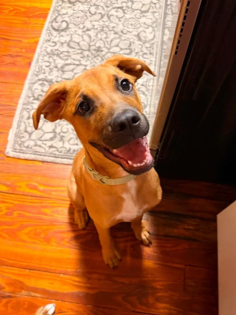 A baby medium-sized male Terrier dog named Grasshopper for adoption in Orlando, FL