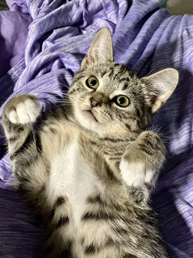A baby medium-sized female Domestic Short Hair cat named Laura for adoption in Forest, VA