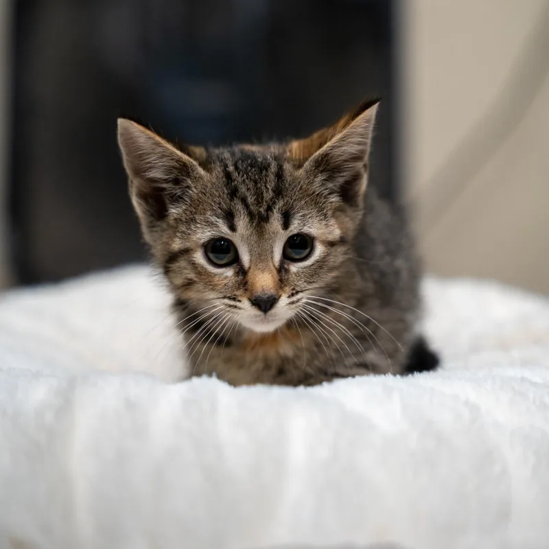 A baby small-sized female Black Domestic Short Hair cat named Ciara for adoption in Gainesville, GA