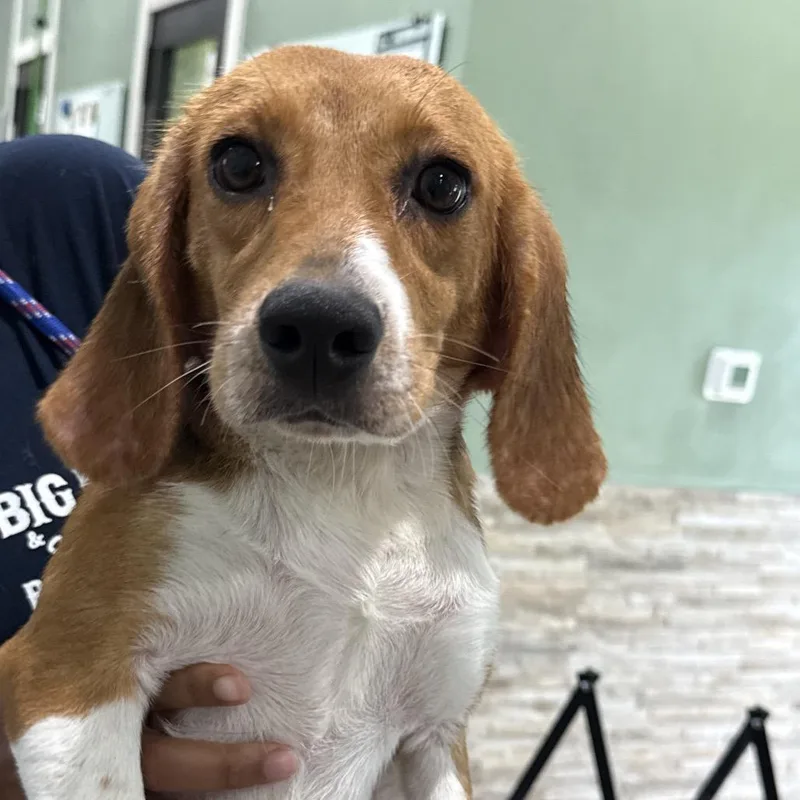 A young medium-sized female White / Cream Beagle dog named aka Shakira for adoption in LOXAHATCHEE, FL