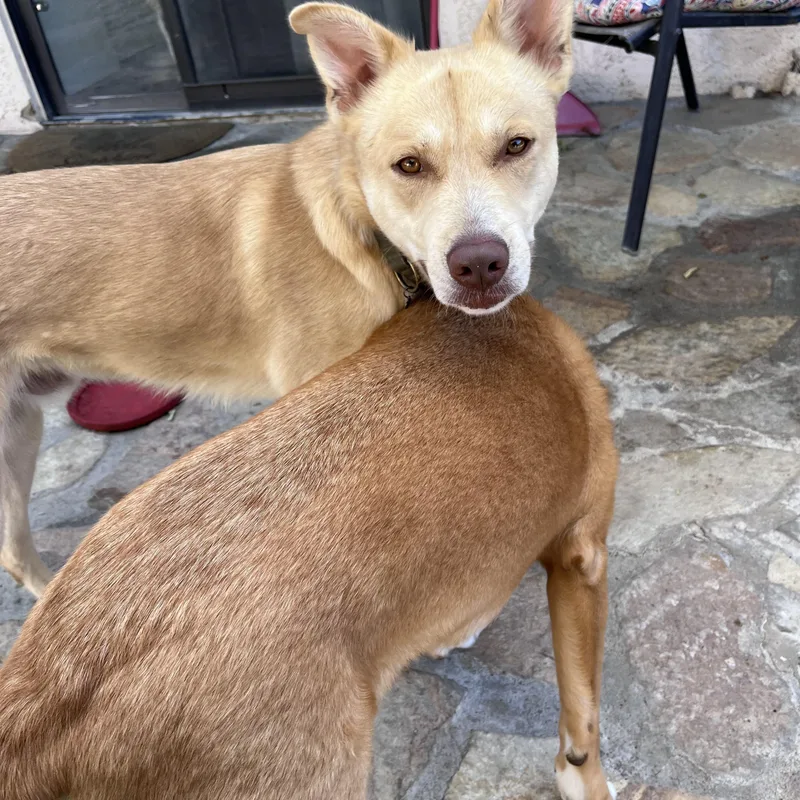 A young medium-sized male Apricot / Beige Carolina Dog dog named Biscuit for adoption in Torrance, CA