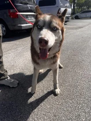 An adult large-sized male Siberian Husky dog named Enzo for adoption in Daytona Beach, FL