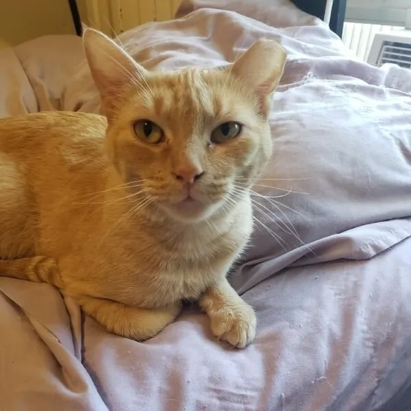 A young medium-sized female Tabby (Orange / Red) Tabby cat named Sabine Davey for adoption in Friendswood, TX
