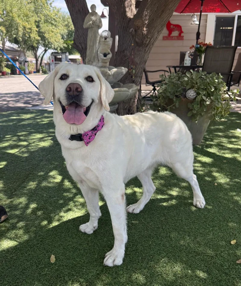 An adult medium-sized female White / Cream Labrador Retriever dog named Lulu for adoption in Temecula, CA