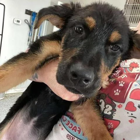 Talamaine thumbnail 2