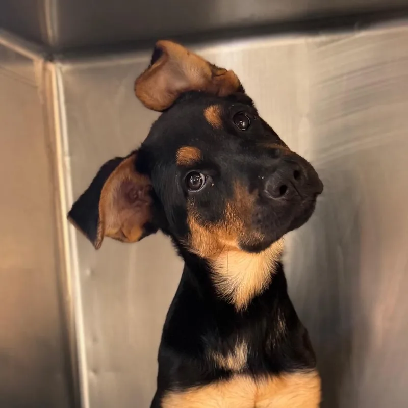 Talamaine thumbnail 3