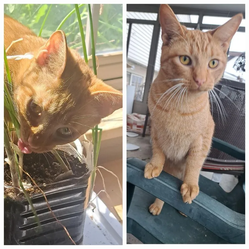 A baby medium-sized male Domestic Short Hair cat named Agent Orange for adoption in Ypsilanti, MI