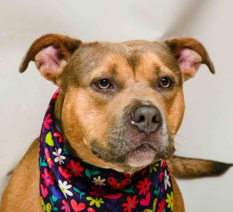 A young medium-sized female Brown / Chocolate Terrier dog named Nala for adoption in Sanford, FL