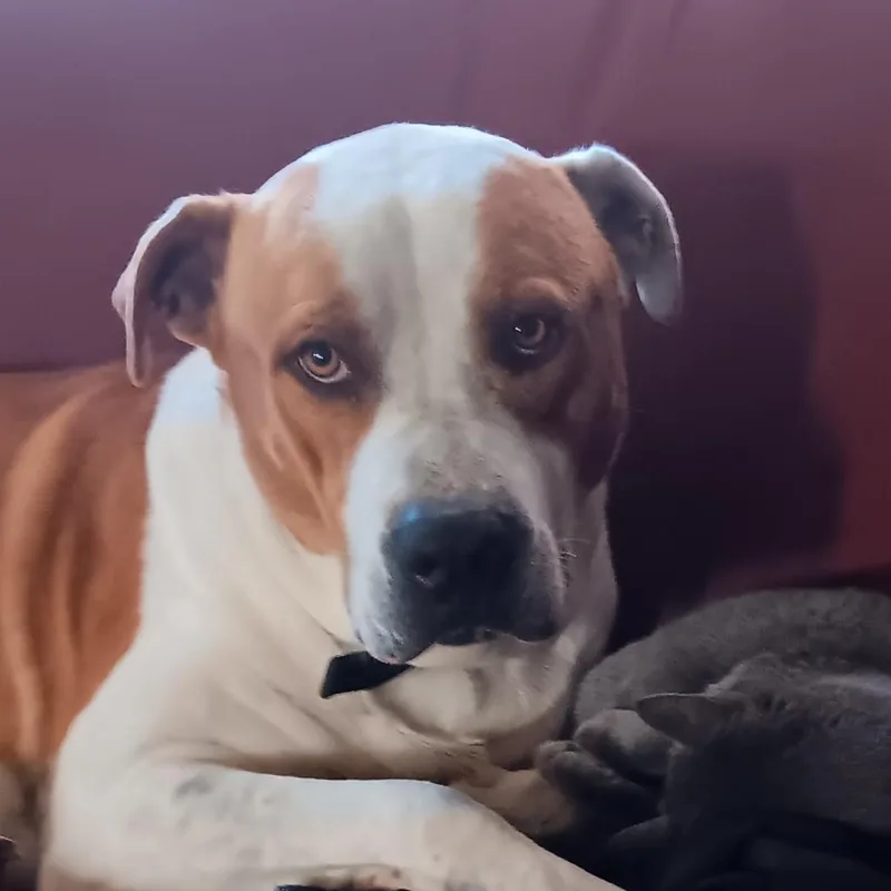 An adult large-sized male White / Cream Pit Bull Terrier dog named Jason for adoption in Morganton, NC