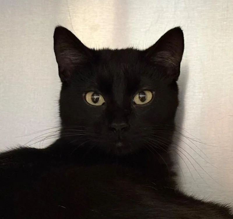 A young medium-sized male Black Domestic Short Hair cat named Bobby for adoption in Amery, WI