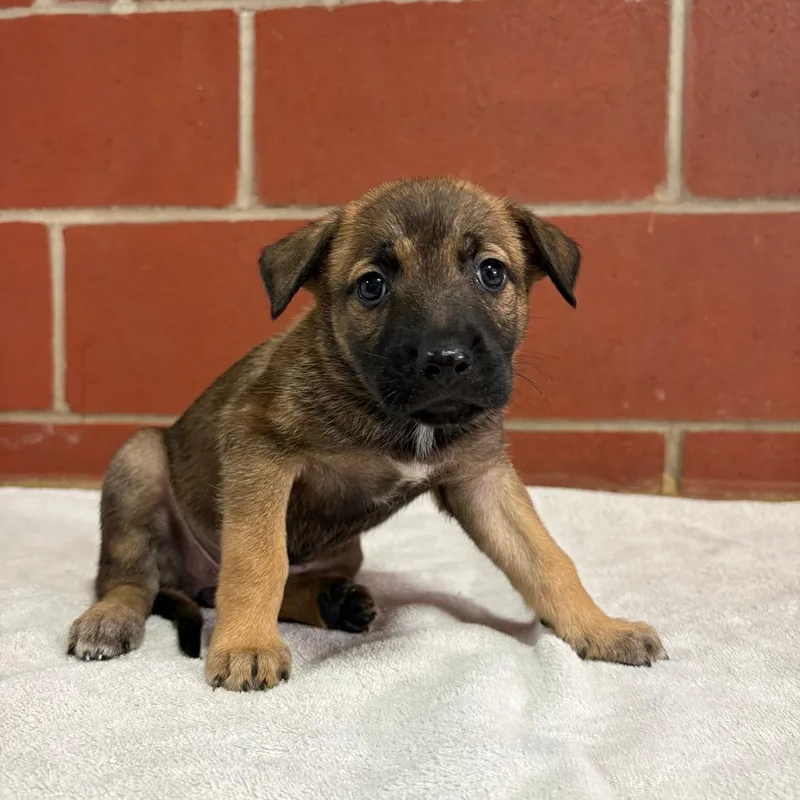 A baby small-sized female Black Shepherd dog named Eden for adoption in Cabot, AR