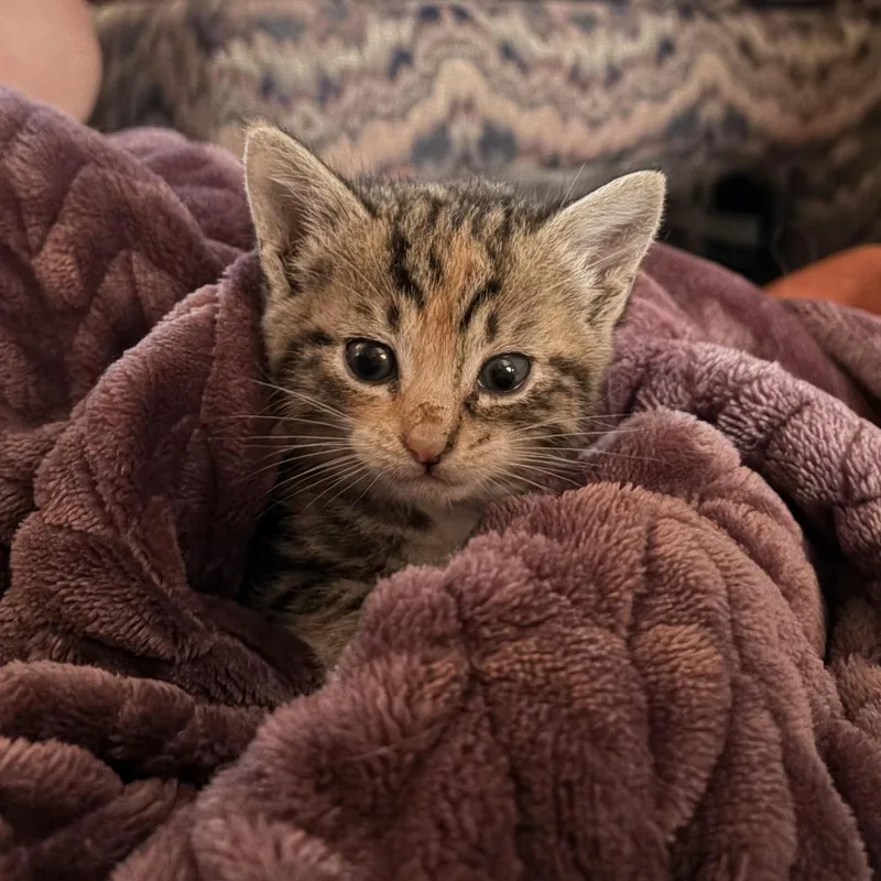 A baby small-sized female Torbie Domestic Short Hair cat named Miss Vickie's for adoption in Auburn, AL