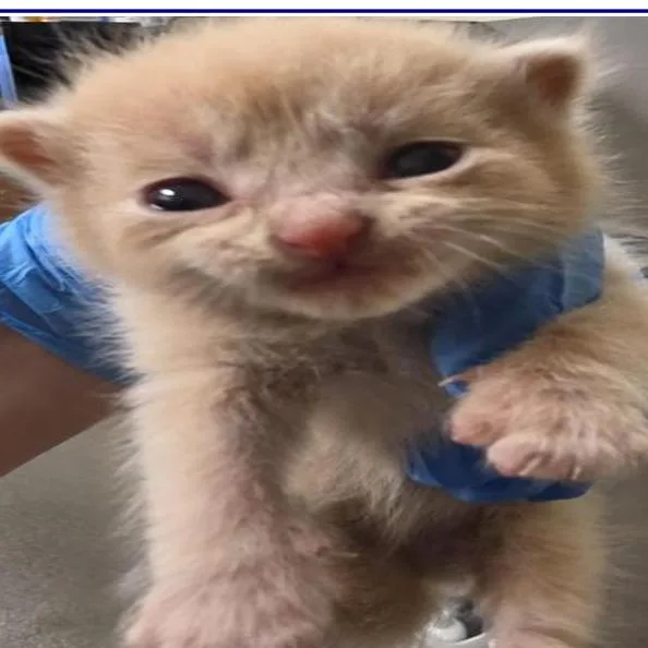 A baby small-sized male Cream / Ivory Domestic Short Hair cat named Bones for adoption in Grantsville, UT