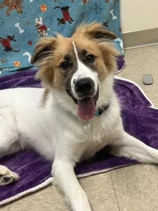 A young medium-sized male Tricolor (Brown, Black, & White) Mixed Breed dog named Shiloh for adoption in Hamilton, OH