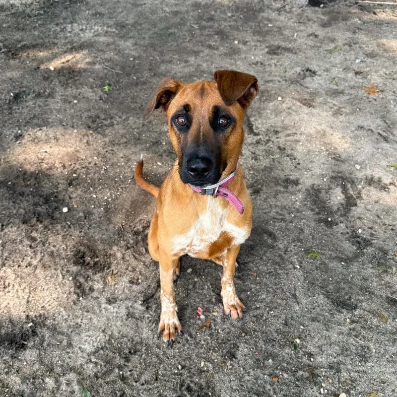 A young medium-sized female Mixed Breed dog named Jamie for adoption in Brookhaven, NY