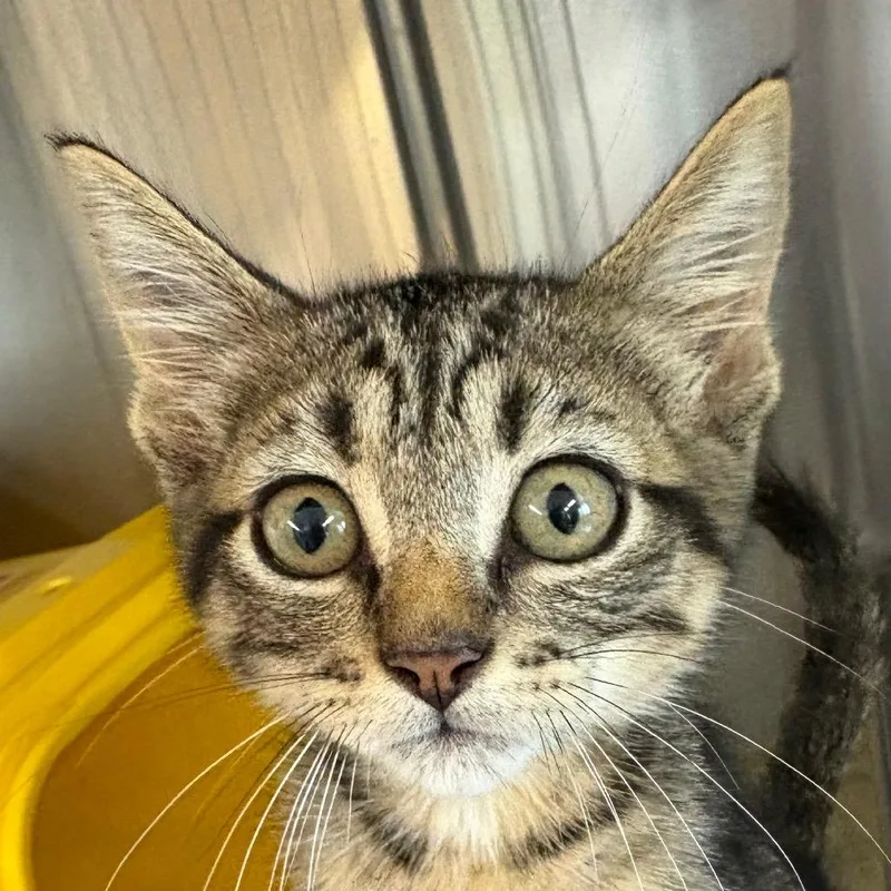 A baby small-sized male Brown / Chocolate Domestic Short Hair cat named Hawk for adoption in Manhattan, KS