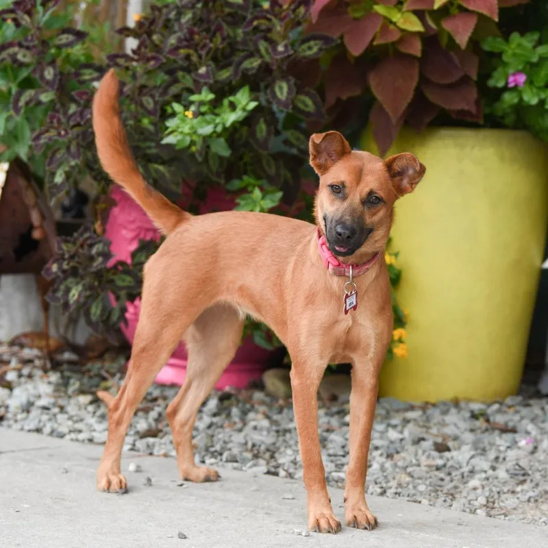 An adult medium-sized female Carolina Dog dog named Aria for adoption in Wake Forest, NC