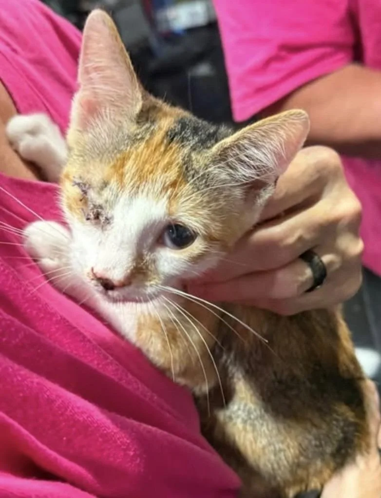 A baby medium-sized female Domestic Short Hair cat named Indie for adoption in Lancaster, PA
