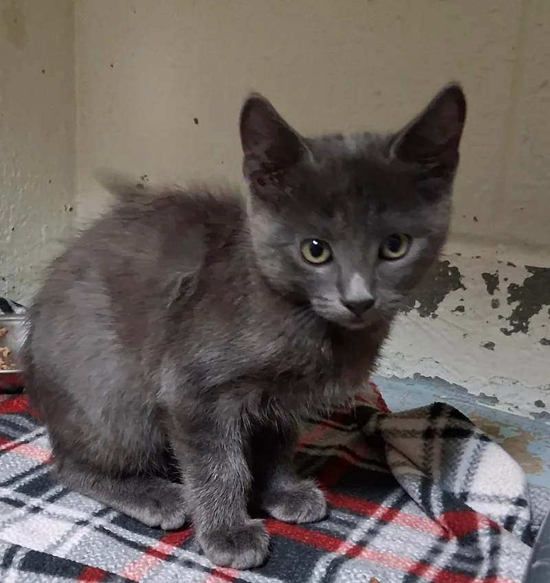 A baby small-sized male Domestic Medium Hair cat named Belfour for adoption in Ada, OK