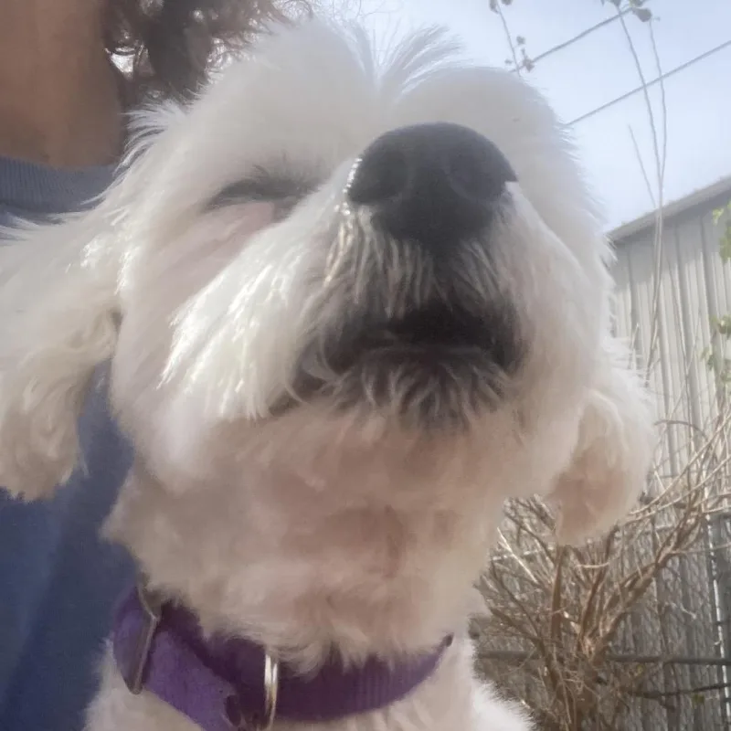 Sadie thumbnail 3
