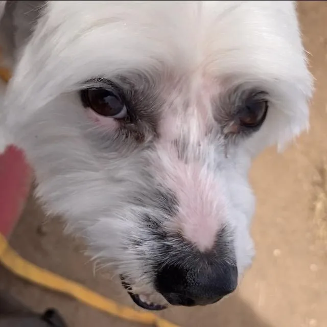 Sadie thumbnail 4