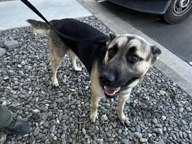 An adult large-sized male German Shepherd Dog dog named Harold for adoption in Fairfield, CA
