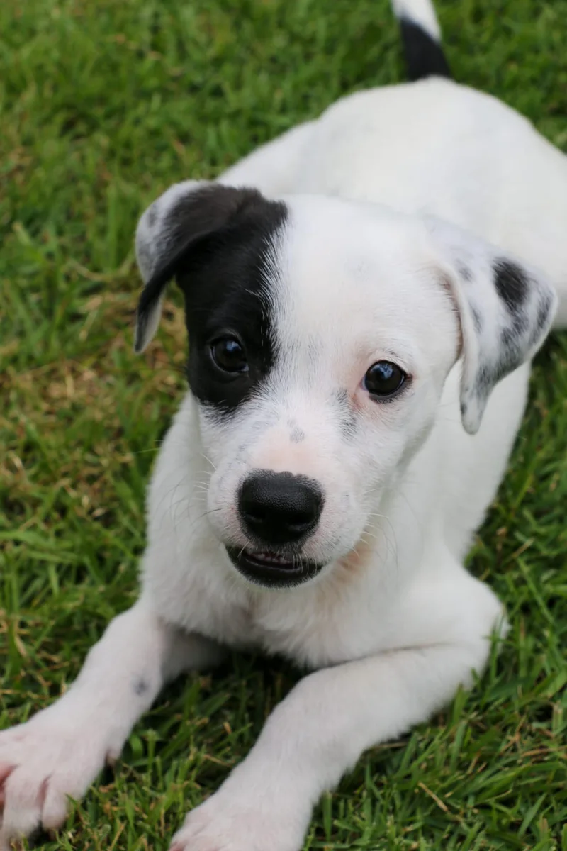 A baby medium-sized female Black Labrador Retriever dog named Kami for adoption in New York, NY