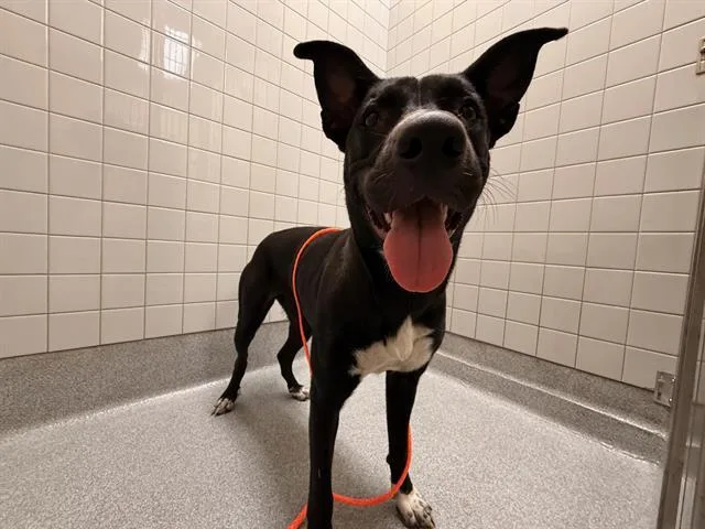 An adult medium-sized female Pit Bull Terrier dog named Tally for adoption in Tustin, CA