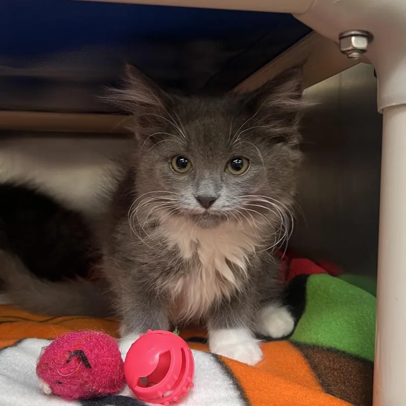 A baby small-sized female Gray / Blue / Silver Domestic Short Hair cat named Gala for adoption in Mentor, OH