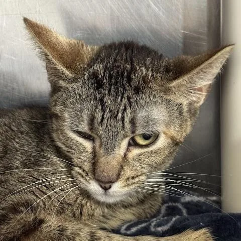 An adult small-sized female Brown / Chocolate Domestic Short Hair cat named Santa Clara for adoption in Austin, TX
