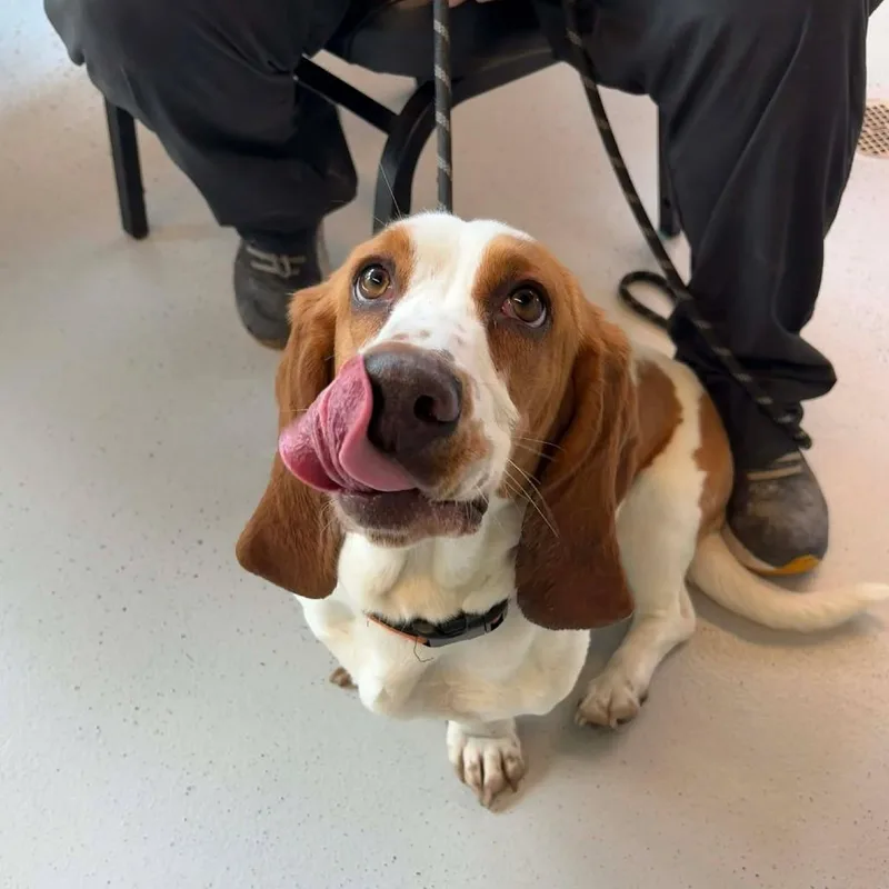 Freckles Stray Hold thumbnail 2