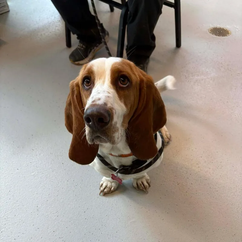 Freckles Stray Hold thumbnail 3