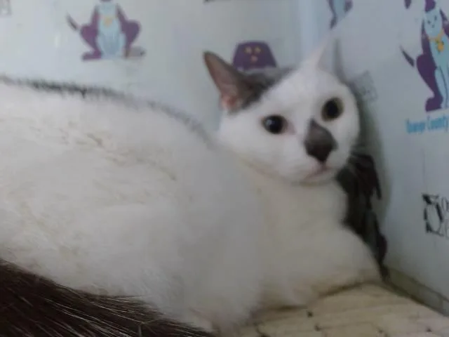 An adult small-sized male Domestic Short Hair cat named Hollywood for adoption in Orlando, FL