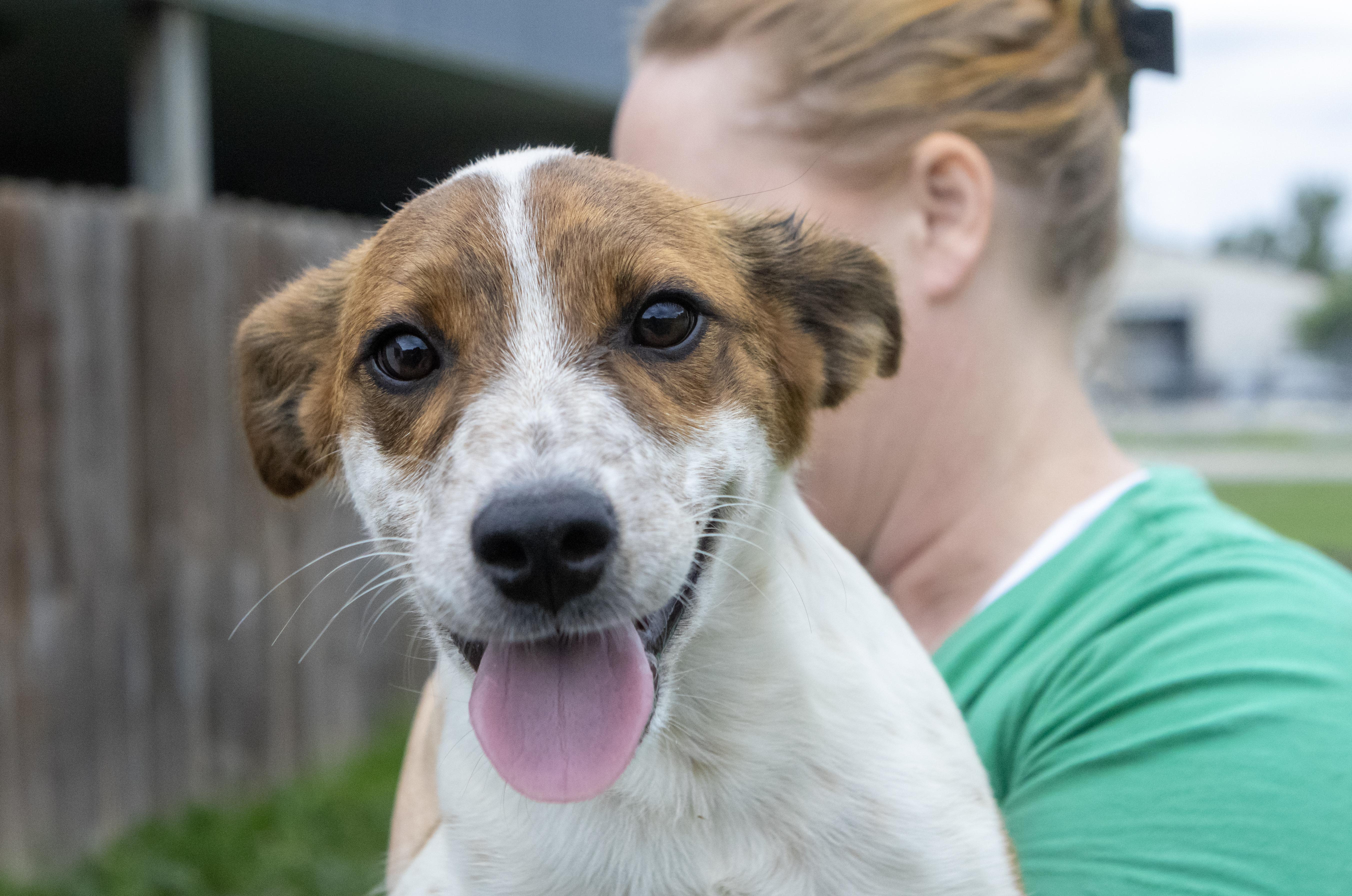 A baby medium-sized female Brindle Australian Cattle Dog / Blue Heeler dog named Sweet Pea for adoption in Dyer, IN