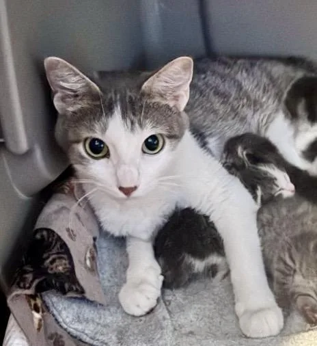 An adult medium-sized female White Domestic Short Hair cat named Leah for adoption in Port Washington, WI