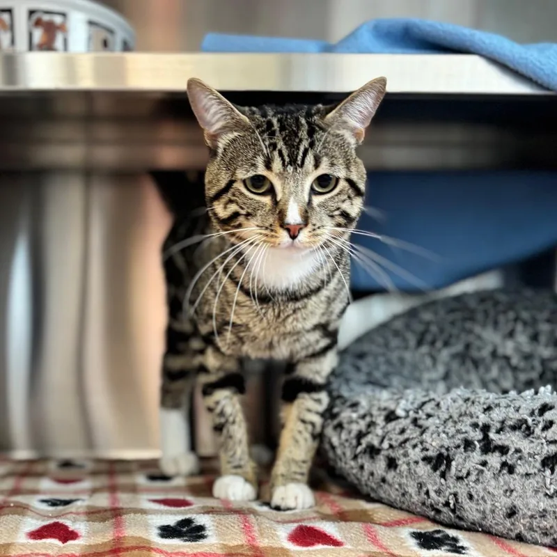 An adult medium-sized male Black Domestic Short Hair cat named Arthur for adoption in Nashville, IN