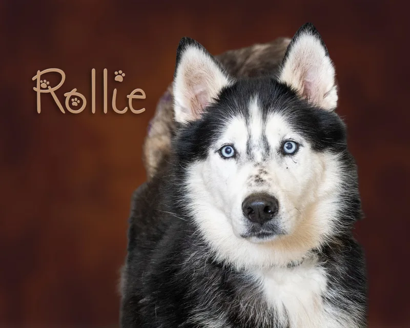 Rollie