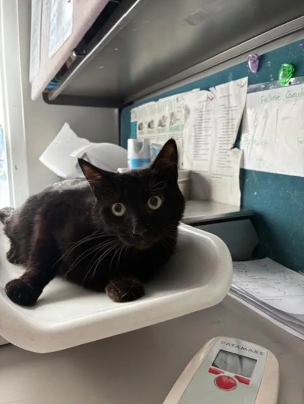 A young small-sized female Domestic Short Hair cat named Ember for adoption in Salt Lake City, UT