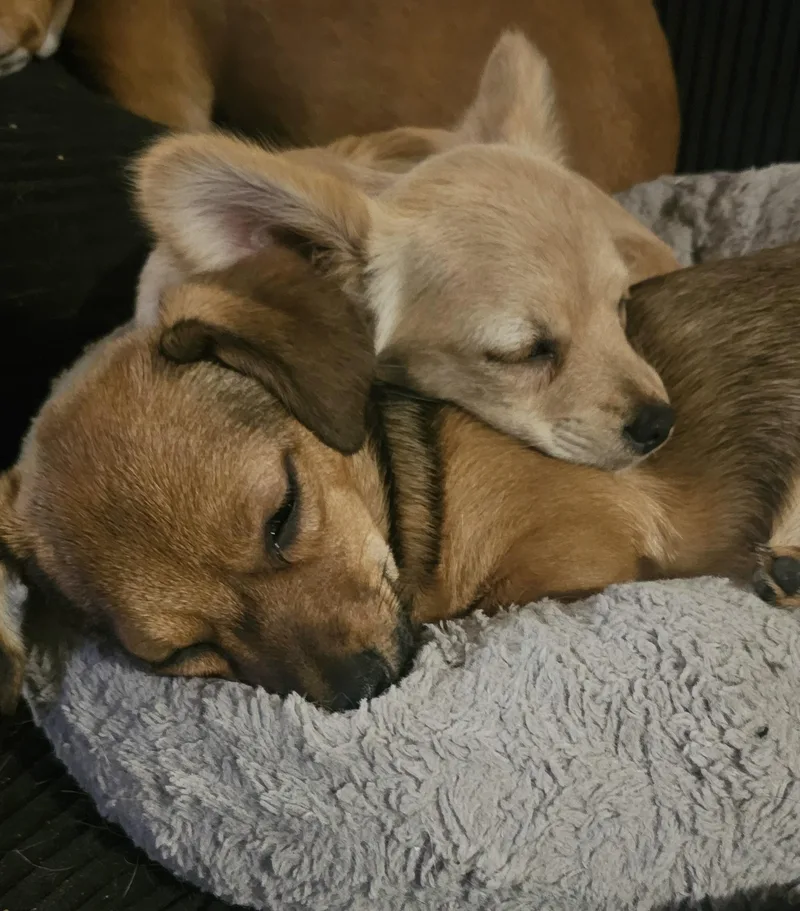 A baby small-sized female Bicolor Chiweenie dog named Wren for adoption in Dallas, TX