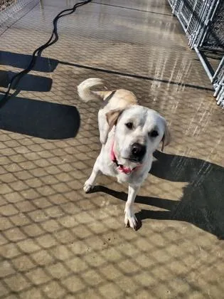 A young medium-sized female Labrador Retriever dog named Angel for adoption in Aberdeen, SD