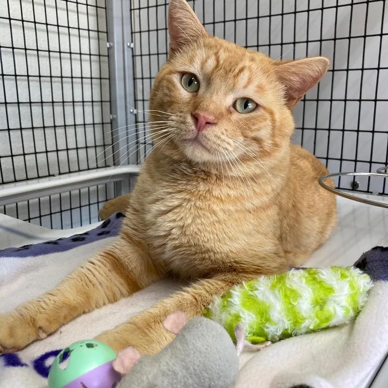 An adult medium-sized male Domestic Short Hair cat named Isabeau for adoption in Peoria, AZ