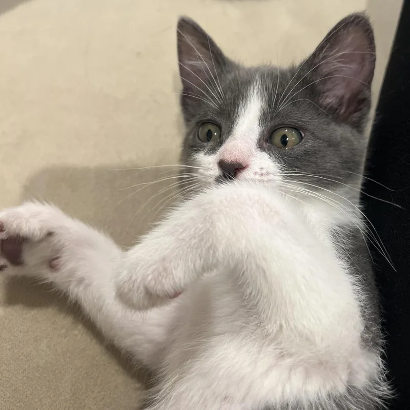 A baby small-sized female Domestic Short Hair cat named Lucy for adoption in Pleasanton, CA