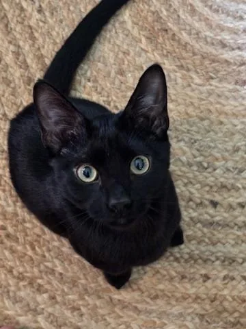 A baby small-sized male Black Domestic Short Hair cat named Sylvester for adoption in Nashville, TN